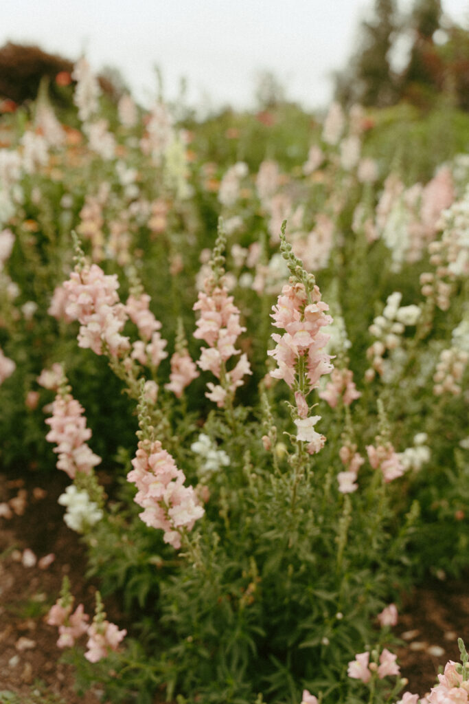 Garden Flowers 