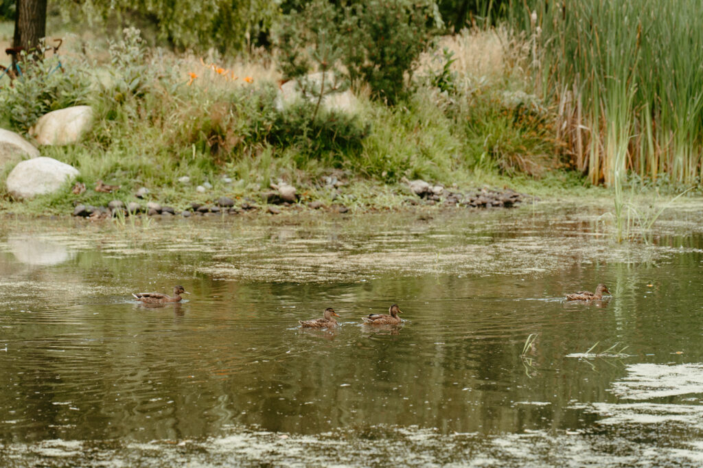 Ducks in the pond at Sage & Solace Wedding Venue in Langley, BC