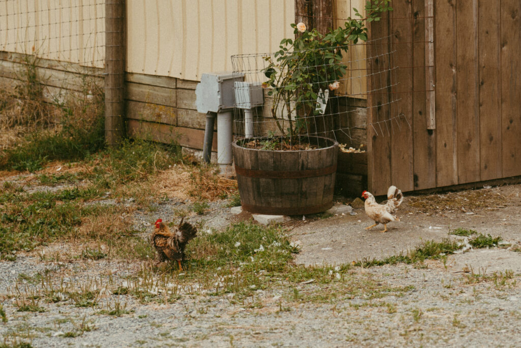 Free Roaming Chickens at Sage & Solace Wedding Venue in Langley, BC