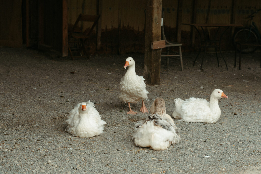 Free roaming Geese at Sage & Solace Wedding Venue in Langley, BC